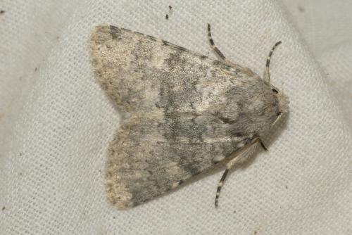 Réf. 239 872 : Polymixis dubia